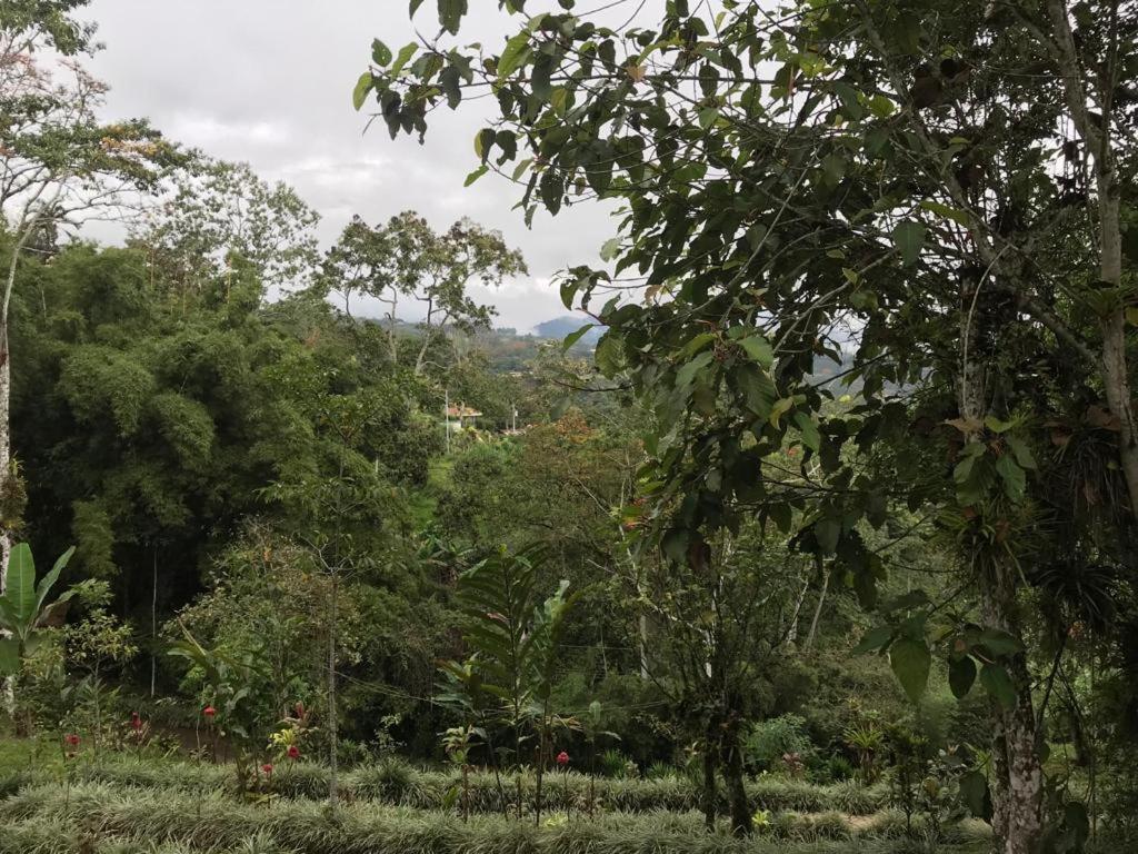 Hotel Green Mountain Turrialba Exterior photo